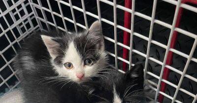Kitten found dead after litter of four dumped by Forth and Clyde Canal - dailyrecord.co.uk - Scotland - Beyond