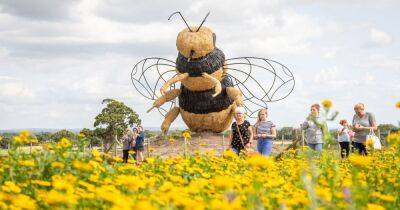 The idyllic ice cream farm with gorgeous wildflower meadow and giant bumblebee - manchestereveningnews.co.uk - Britain - county Cheshire