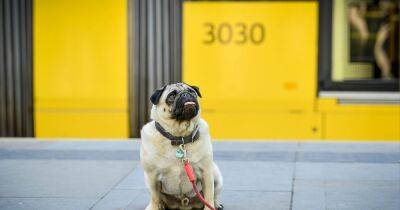 'I just hope that no one ruins it' - Passengers have their say as the Metrolink welcomes dogs for the first time - www.manchestereveningnews.co.uk - Manchester