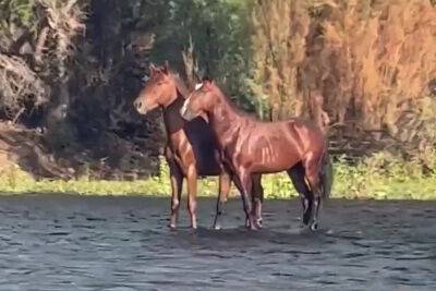 Wild horses ‘walk on water’ in bizarre optical illusion - nypost.com