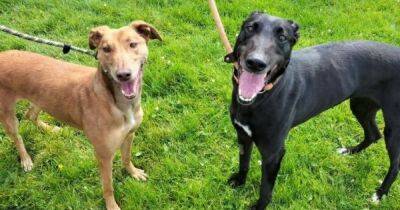 Scottish SPCA Centre in Milton appeals for food for dogs in care - dailyrecord.co.uk - Scotland - Centre