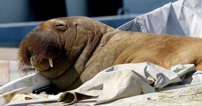 Stressed 'celebrity' walrus to be put down unless gawping fans leave her alone - msn.com - Norway - city Oslo