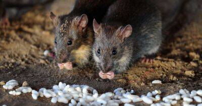 Four 'natural yet effective’ ways to banish rats from your garden for good - dailyrecord.co.uk