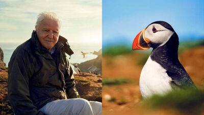 David Attenborough - K.J.Yossman - Sir David Attenborough to Host New Five-Part BBC Nature Series ‘Wild Isles’ - variety.com - Britain - Ireland