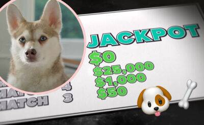Couple's Dog Ate Their Winning Lottery Ticket! - perezhilton.com - Australia - state Oregon