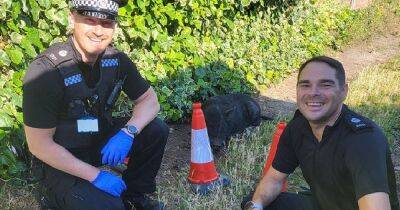 Police apprehend PIG caught acting like a swine through gardens - manchestereveningnews.co.uk - Manchester - city Sanctuary