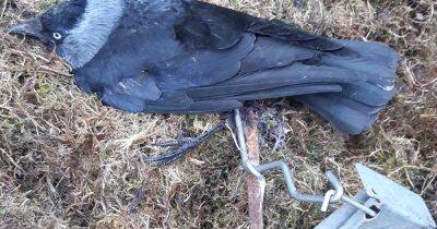 Jackdaw dies from 'horrendous' injuries after being caught in illegal springer trap in Airdrie - dailyrecord.co.uk - Scotland