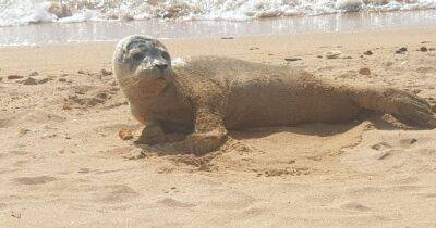 Bleeding seal pup found abandoned on Scots beach rescued by kind tourists - www.dailyrecord.co.uk - Scotland