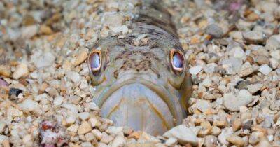 Beachgoers urgently warned as venomous fish that can make 'grown men cry' are drawn to UK - www.manchestereveningnews.co.uk - Britain - county Kent - county Plymouth