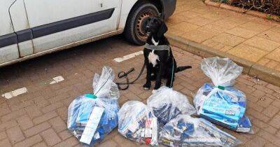 Drug-detecting dog called Boo is hero of the hour after sniffing out around £1500 of fake tobacco at Perth shop - www.dailyrecord.co.uk - Britain - Scotland