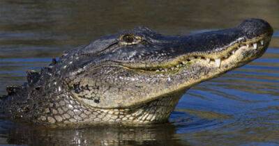 Woman in Florida finds an alligator swimming in her pool - www.msn.com - Florida
