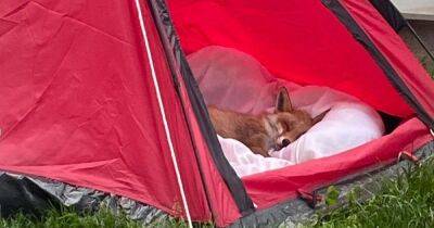 Scots family rescue injured fox and nurse it back to health in back garden tent - www.dailyrecord.co.uk - Scotland