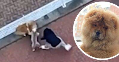 Owner left heartbroken after 'timid and loving' therapy dog is viciously mauled on walk outside apartment block - www.manchestereveningnews.co.uk - London - USA - Manchester