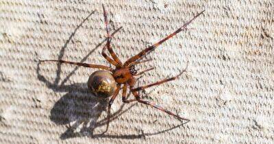 False widow spider warning as UK's 'most venomous' species could invade after heatwaves - www.dailyrecord.co.uk - Britain