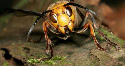 Pest expert details four hornet repellents ahead of predicted rise this autumn - www.dailyrecord.co.uk - Britain