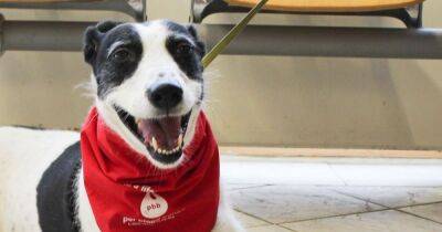 Dog blood donors urgently needed in Worsley - www.manchestereveningnews.co.uk - Britain - Germany