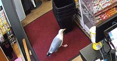 Sneaky seagull ‘pushing his luck’ caught on CCTV shoplifting for the second time - www.dailyrecord.co.uk - Scotland - Beyond