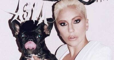 Lady Gaga's alleged dognapper arrested again - msn.com - France - Los Angeles - USA
