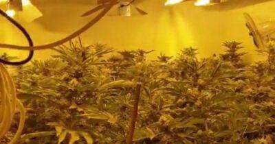 Inside the cannabis farm found in a house in Oldham as police make arrest - www.manchestereveningnews.co.uk - Manchester - county Oldham