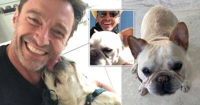 Timo Werner - Archie Battersbee - Hugh Jackman mourns death of beloved French Bulldog Dali month before 12th birthday - msn.com - France