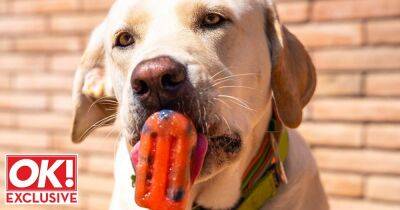 Keep your dog cool in the heatwave with this simple healthy ice lolly recipe - www.ok.co.uk - county Gray
