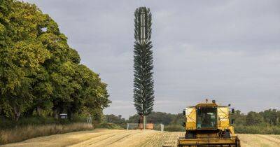 Phone mast disguised as tree in Scots farm branded 'giant toilet brush' by locals - www.dailyrecord.co.uk - Scotland