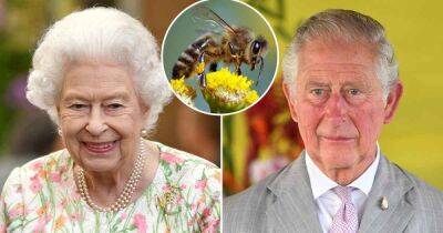 Clarence House - Elizabeth Ii Queenelizabeth (Ii) - Charles Iii III (Iii) - Queen Elizabeth II’s Bees Informed That King Charles III Is Now the New Monarch: Inside the Unusual Tradition - usmagazine.com