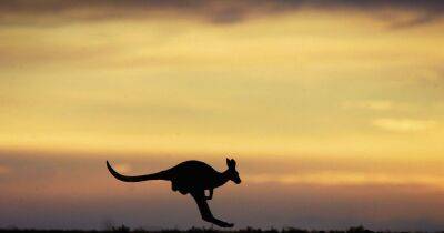 Man, 77, killed by kangaroo he was 'keeping as a pet' in south-west Australia - www.manchestereveningnews.co.uk - Australia - Britain