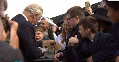 prince Charles - Camilla - King Charles pets corgi in touching moment as he meets cheering crowds in Northern Ireland - ok.co.uk - Britain - Ireland - county King And Queen - county Charles
