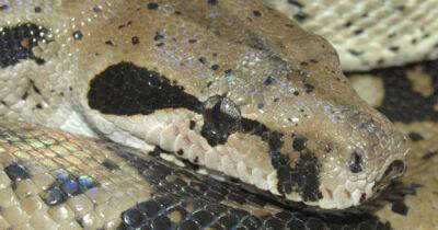 Six-foot Boa Constrictor on the loose in Leeds has been found - msn.com