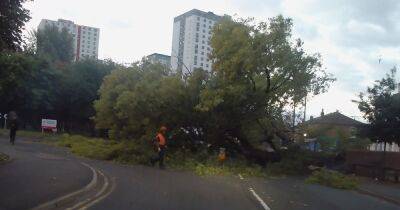 Road closure in place after huge tree falls onto roundabout - www.manchestereveningnews.co.uk