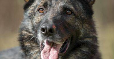 Stray German shepherd found wandering the streets has been homeless for over a year - manchestereveningnews.co.uk - Manchester - Germany - Greece