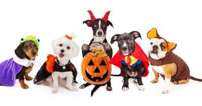 11 Best Halloween Costumes for Dogs to Earn Your Pup All the Praise - www.usmagazine.com