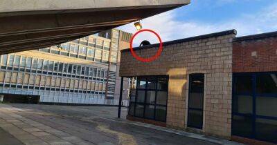 'Puma' spotted on roof near Cheshire market by drinker on night out - manchestereveningnews.co.uk - Centre - county Chester