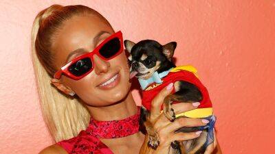 Paris Hilton is 'depressed' and offering 'a big reward' for missing dog Diamond Baby: 'NO questions asked' - www.foxnews.com