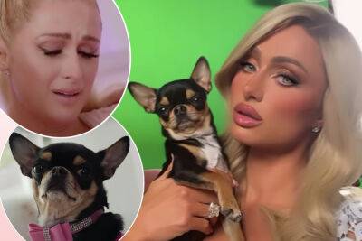 Paris Hilton's 'Heart Is Broken' As She Searches For Missing Dog Diamond Baby, Offers ‘Big Reward’ For Return - perezhilton.com