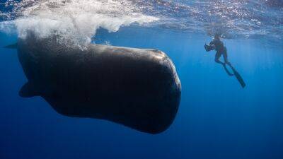 Ed Meza - ‘Patrick and the Whale’ Explores Communication, Emotional Connection Between Human and Sea Giant - variety.com - Austria - Dominica