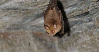 Warning over Russian 'bat virus' which could 'resist Covid vaccines and infect humans' - dailyrecord.co.uk - Scotland - Russia - state Washington