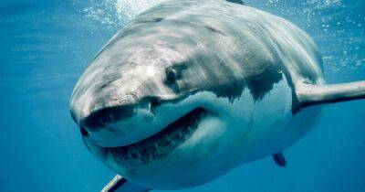 Woman killed by great white shark as she went out for early morning swim - dailyrecord.co.uk - South Africa - Beyond