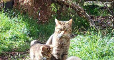Hugely successful first breeding season at Saving Wildcats conservation centre - www.dailyrecord.co.uk - Britain - Scotland - county Highlands