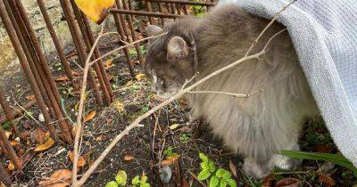 Cat impaled on fence in Edinburgh put to sleep despite desperate efforts to save it - dailyrecord.co.uk - Scotland - Beyond