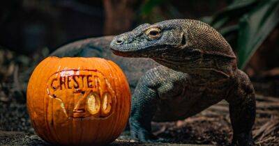 Chester Zoo launches its first ever Halloween trail with spiders, snakes and more - www.manchestereveningnews.co.uk