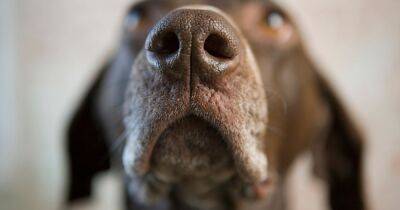 Dogs can smell when a human is stressed, according to new study - www.dailyrecord.co.uk