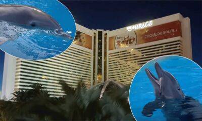 Las Vegas Dolphin Habitat ‘Temporarily Closing’ After Third Death In SIX MONTHS - perezhilton.com - Las Vegas