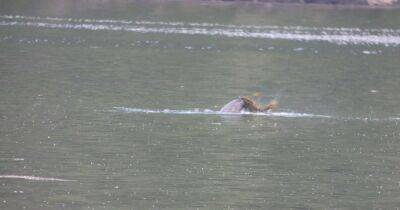 Strange creature spotted in Loch Long could be 'Nessie on holiday' - dailyrecord.co.uk - Scotland