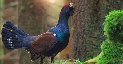 What is the Capercaillie? The iconic Scottish bird 'at risk of extinction' - dailyrecord.co.uk - Scotland