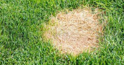 Warning over brown patches of dead grass on lawns linked to 'damaging' disease - www.dailyrecord.co.uk