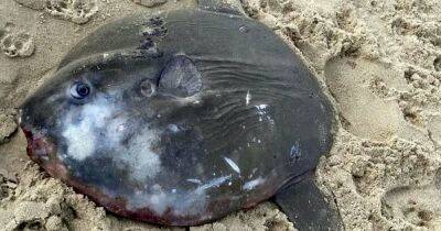 Woman left confused after discovering 'odd-looking' sea creature on UK beach - www.dailyrecord.co.uk - Britain - county Norfolk