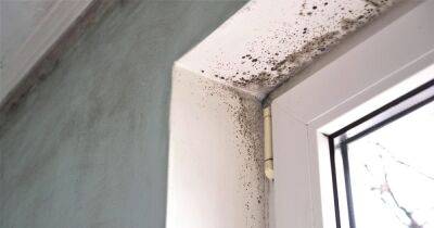Home expert shares her top tips for stopping mould growing on windows - www.dailyrecord.co.uk