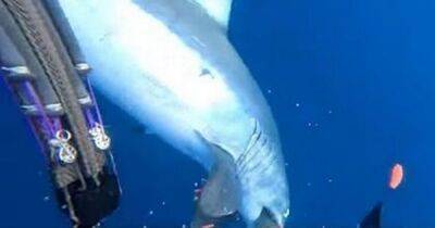 Fastest shark in world mauls screaming diver in disturbing Facebook video footage - www.dailyrecord.co.uk - Florida - Chad - Beyond